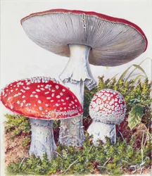 Étude de champignon